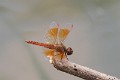 J01_1825 Brachythemis contaminata